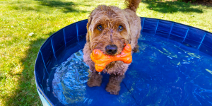 cachorro com brinquedo dentro de piscina pequena