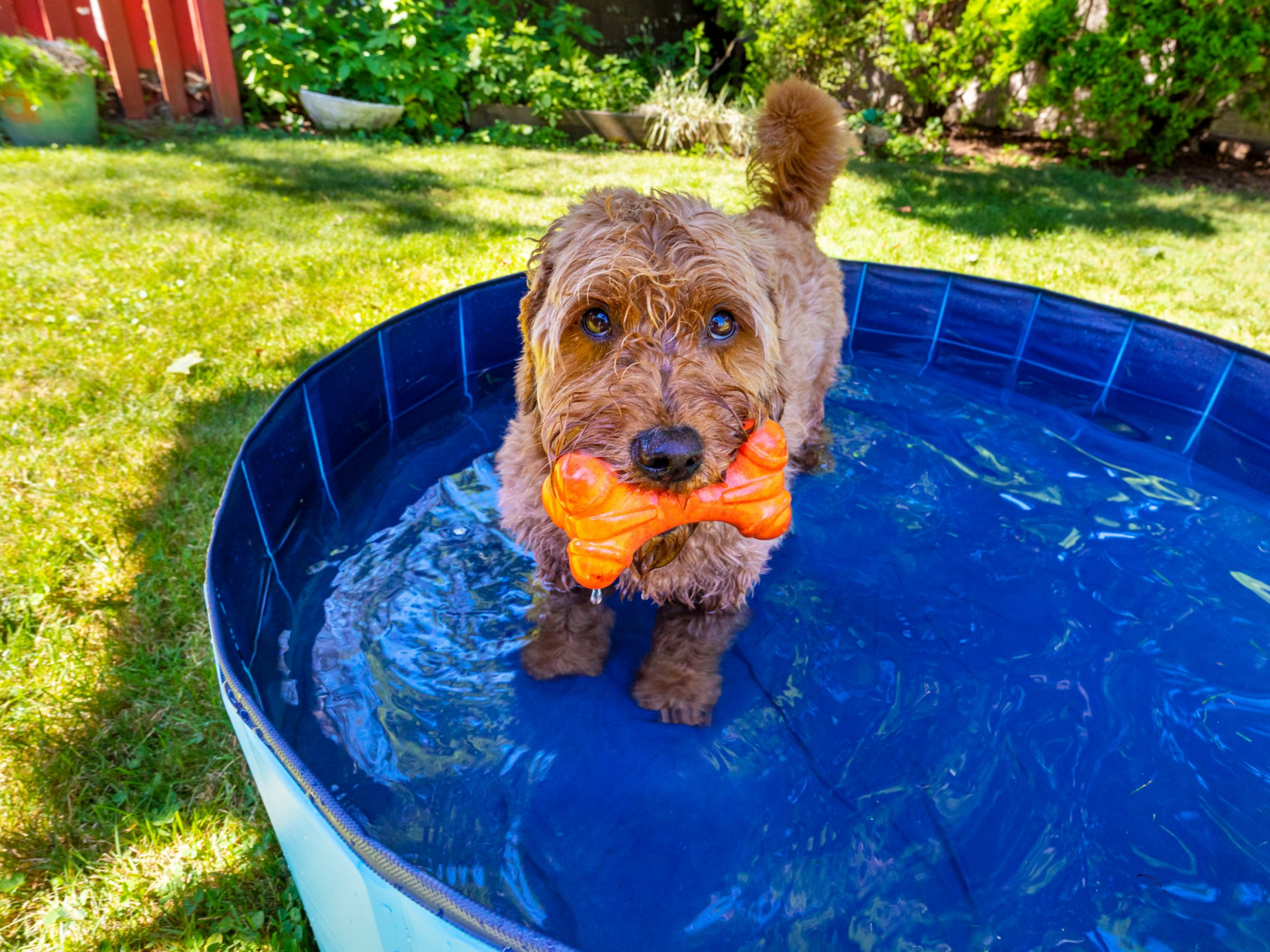 cachorro com brinquedo dentro de piscina pequena