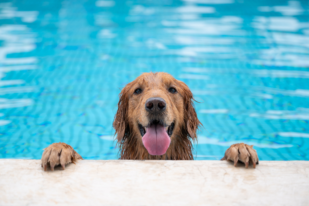 cachorro em piscina