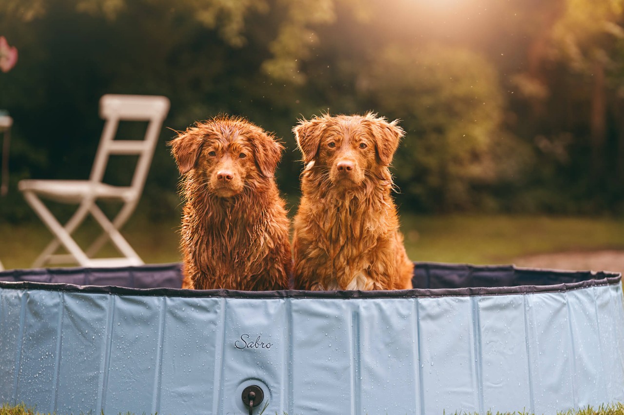 cachorros dentro de piscina inflável