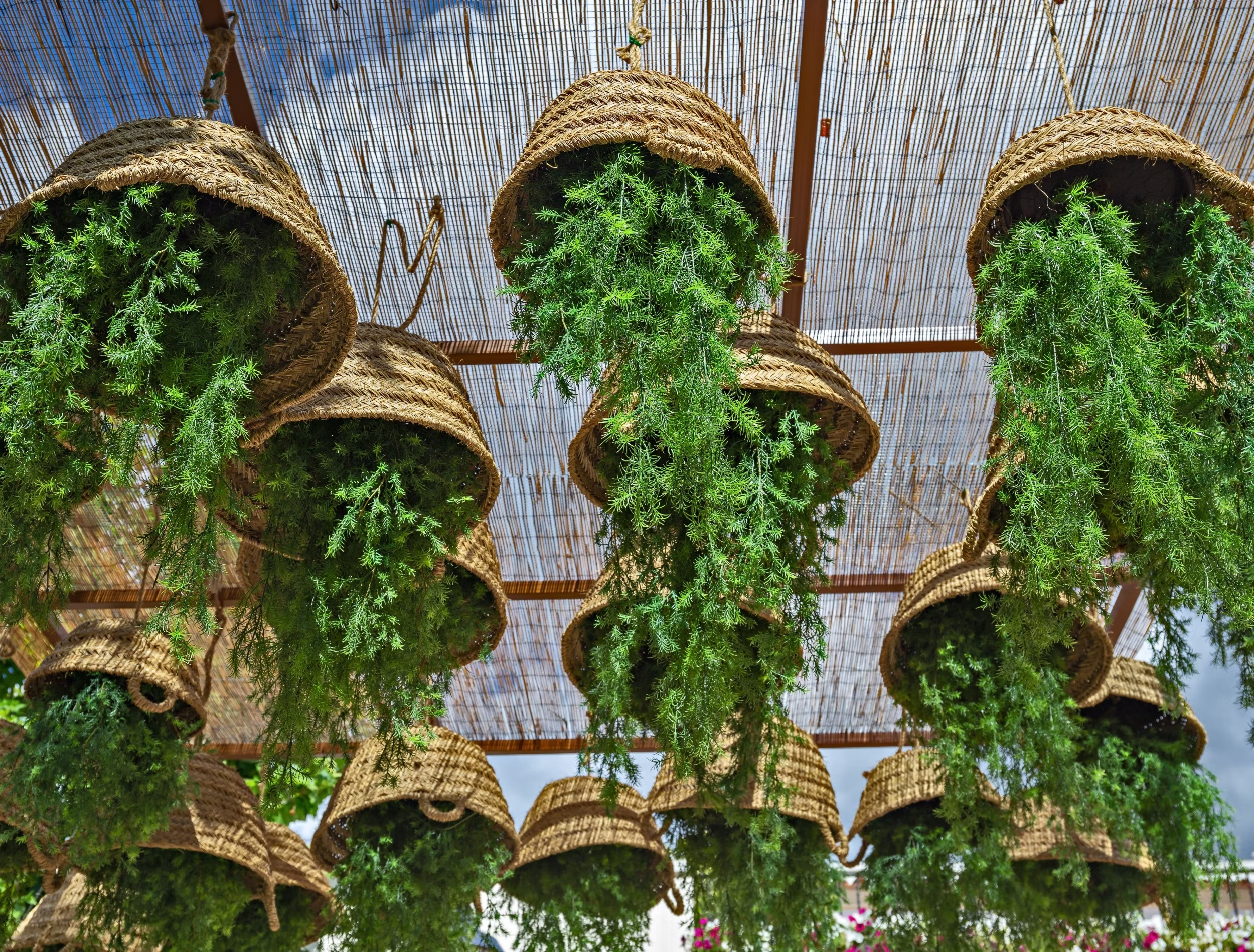 cestas de palha com plantas de cabeça para baixo