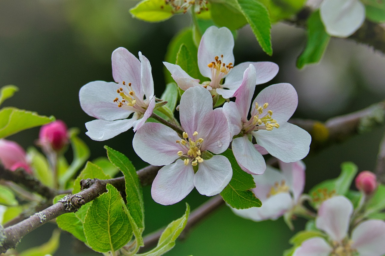 flor de macieira