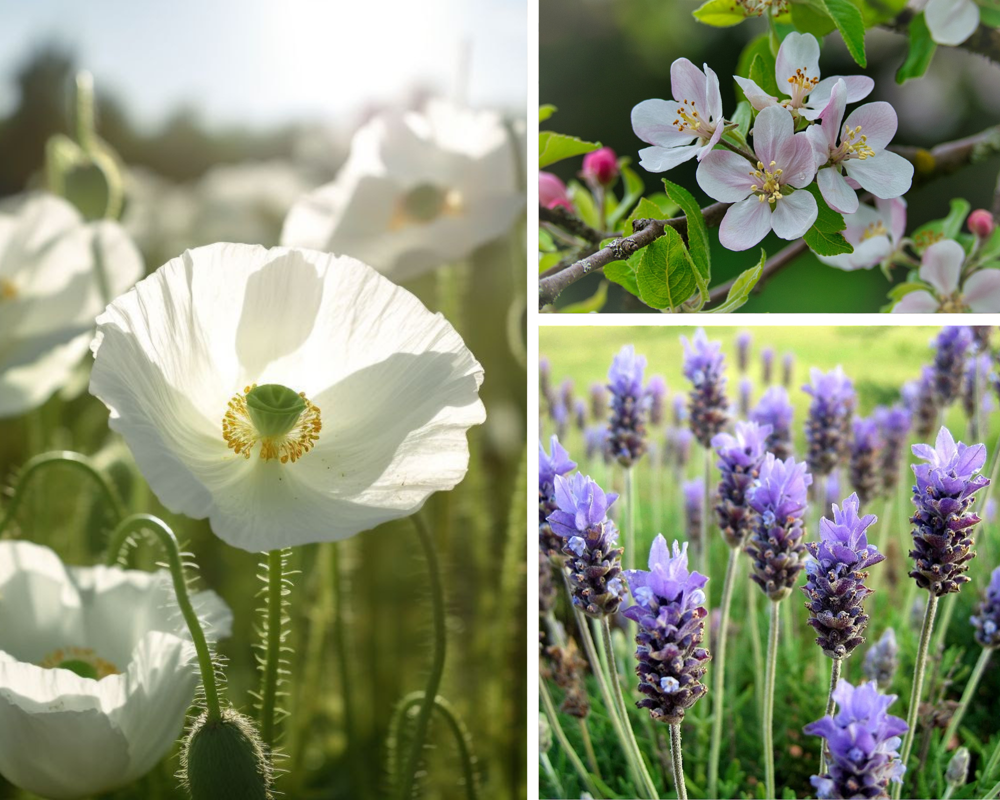 10 espécies de flores que simbolizam paz para o seu ano novo