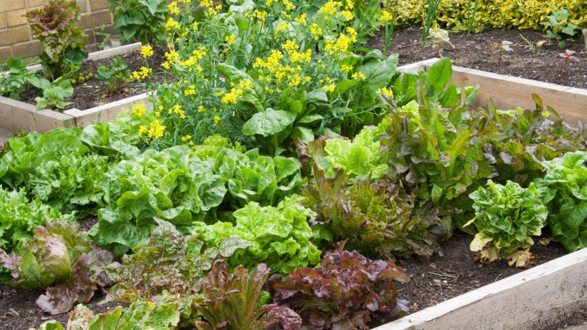 ideia de jardim pequeno com horta