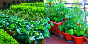 ideias para jardim pequeno com horta