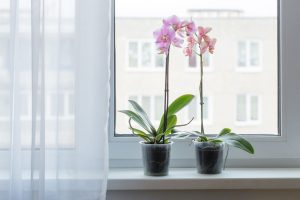 orquídea cachepots