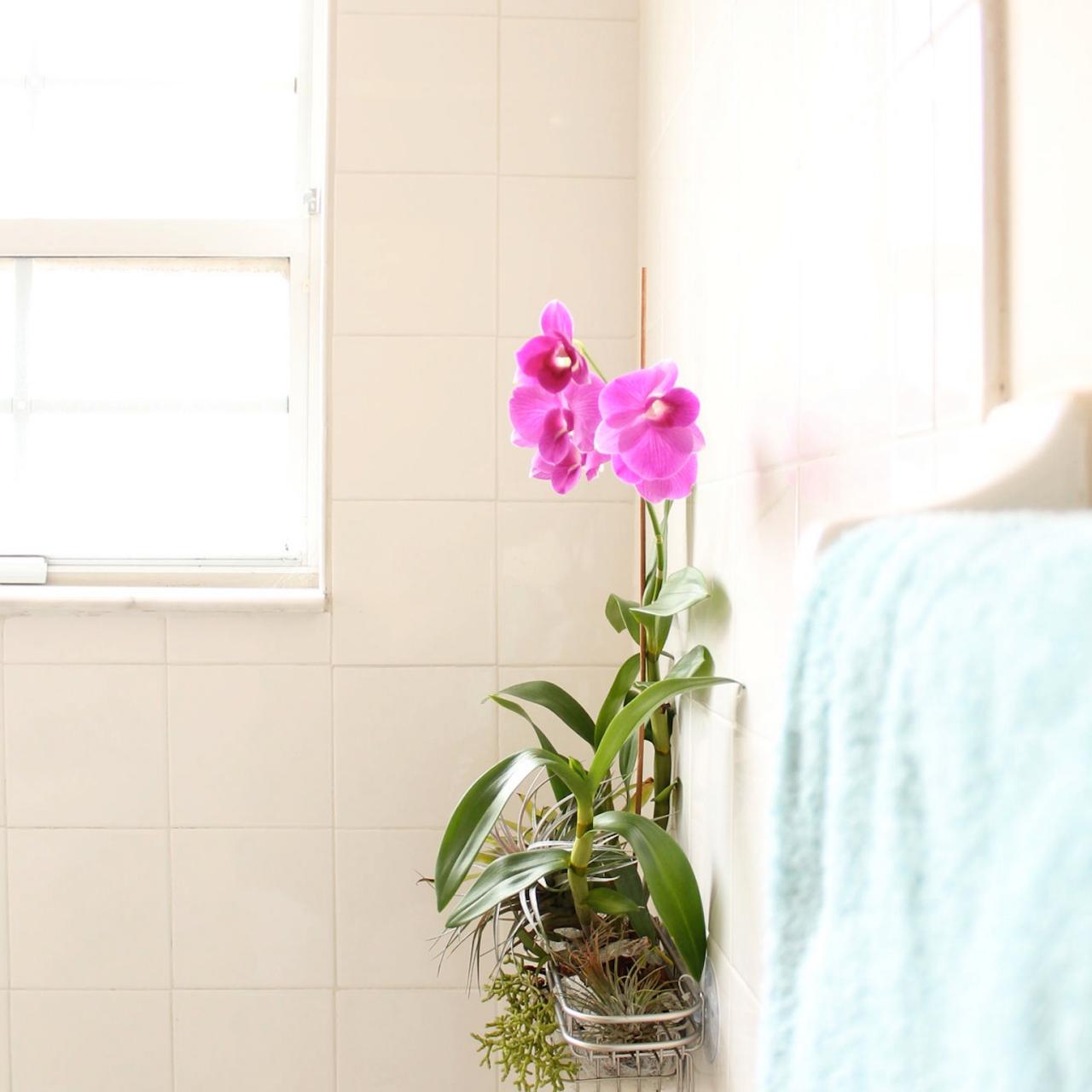 orquídea em espaço do box no banheiro