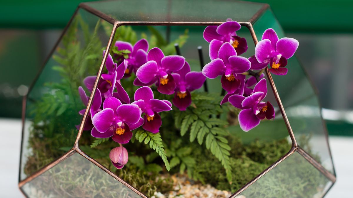 orquídea em terrário