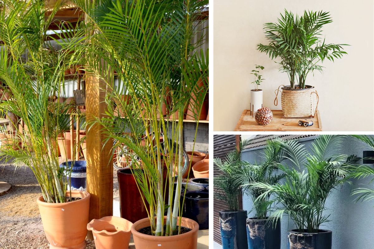 palmeira bambu cultivar em casa