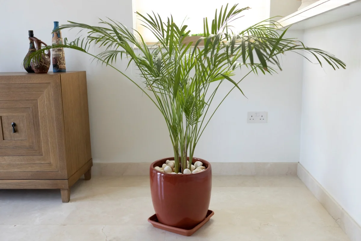palmeira-bambu em vaso