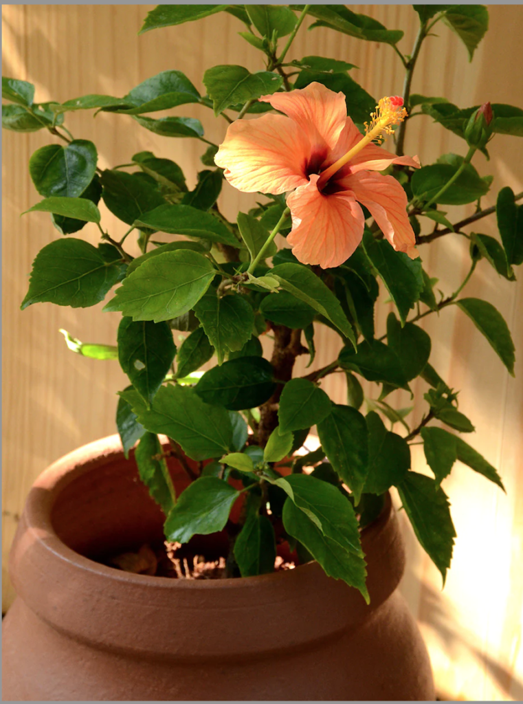 planta hibisco em vaso na varanda