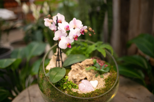 terrário aberto com orquídea