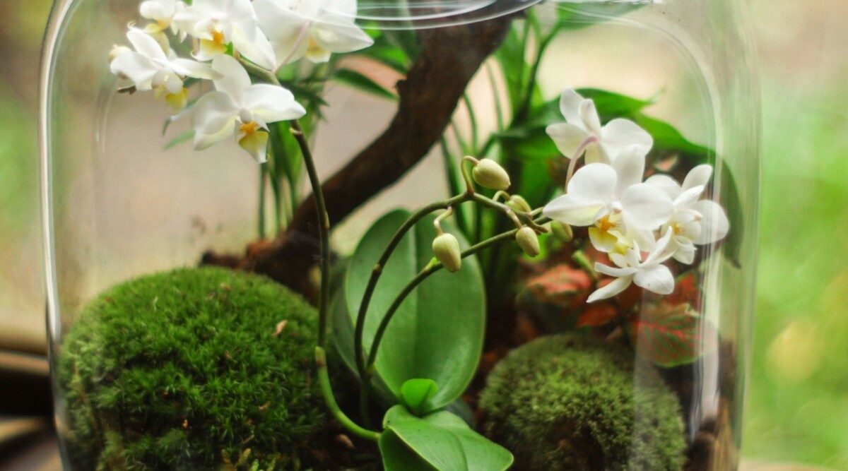 terrário para orquídea