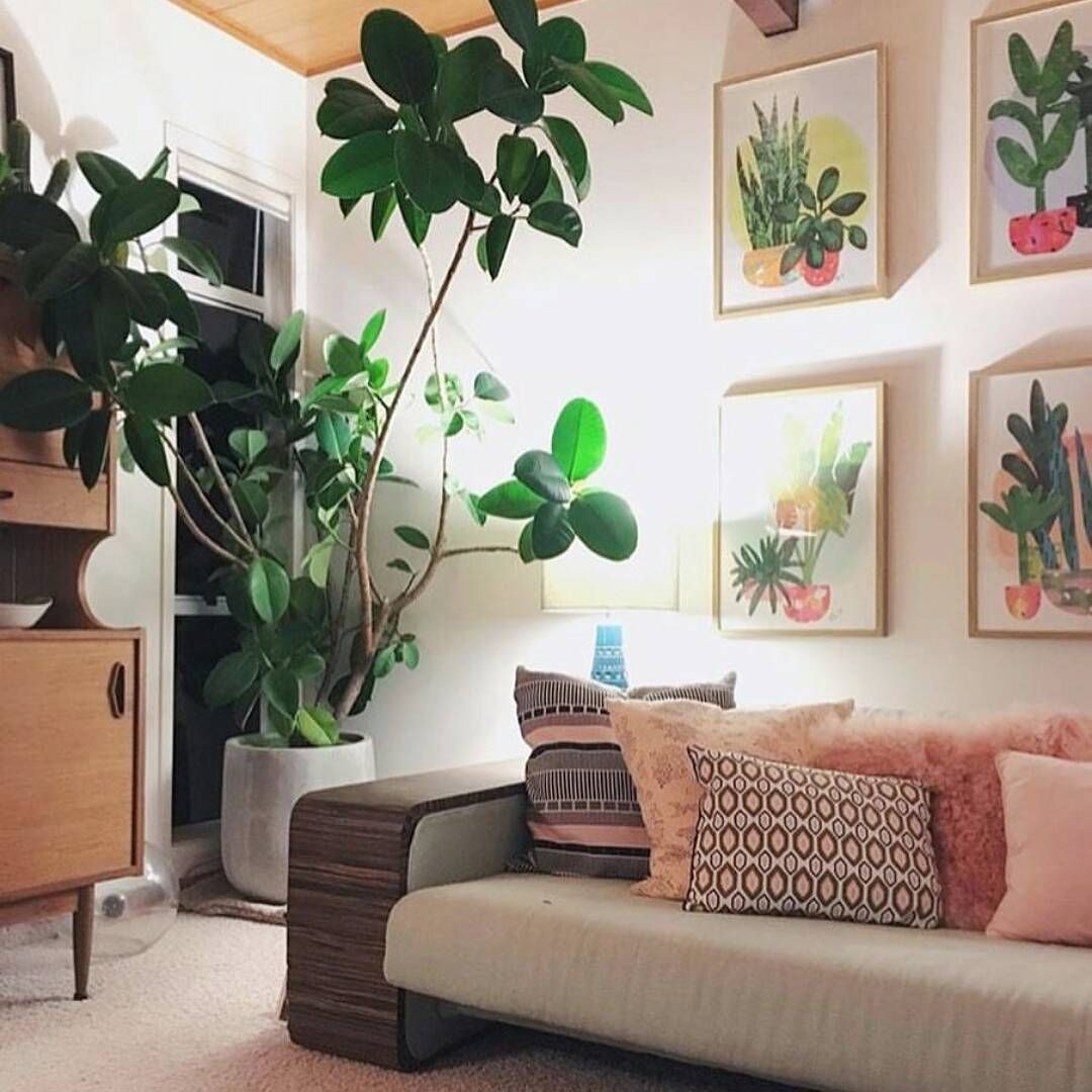 Ficus elastica em sala de estar
