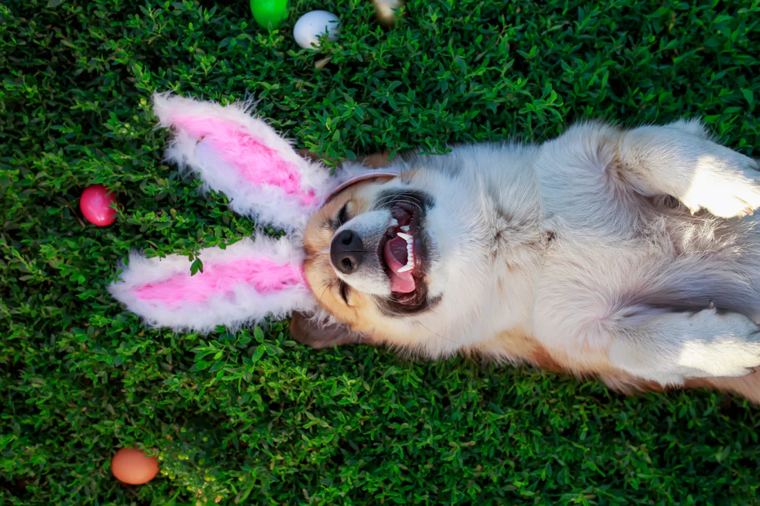 cachorro com tiara de coelho deitado na grama