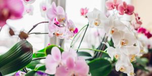 orquídeas floridas