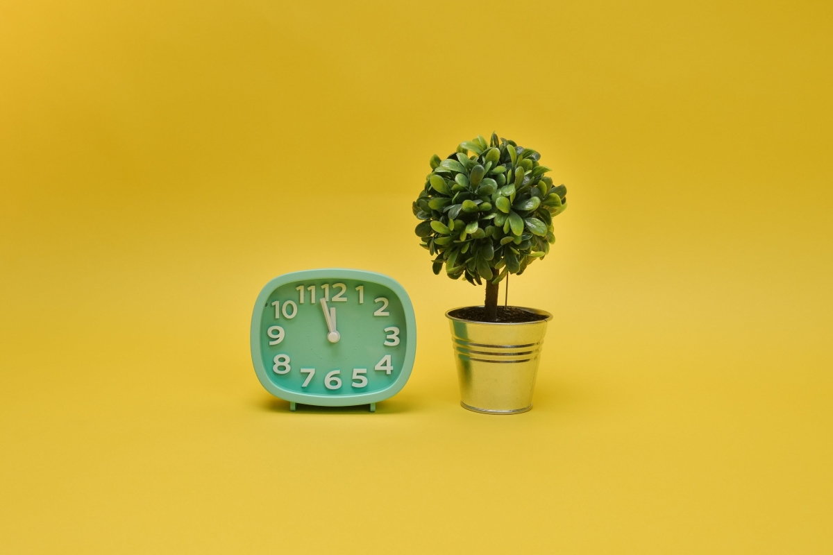 Relógio ao lado de planta artificial (Foto: Pexels)