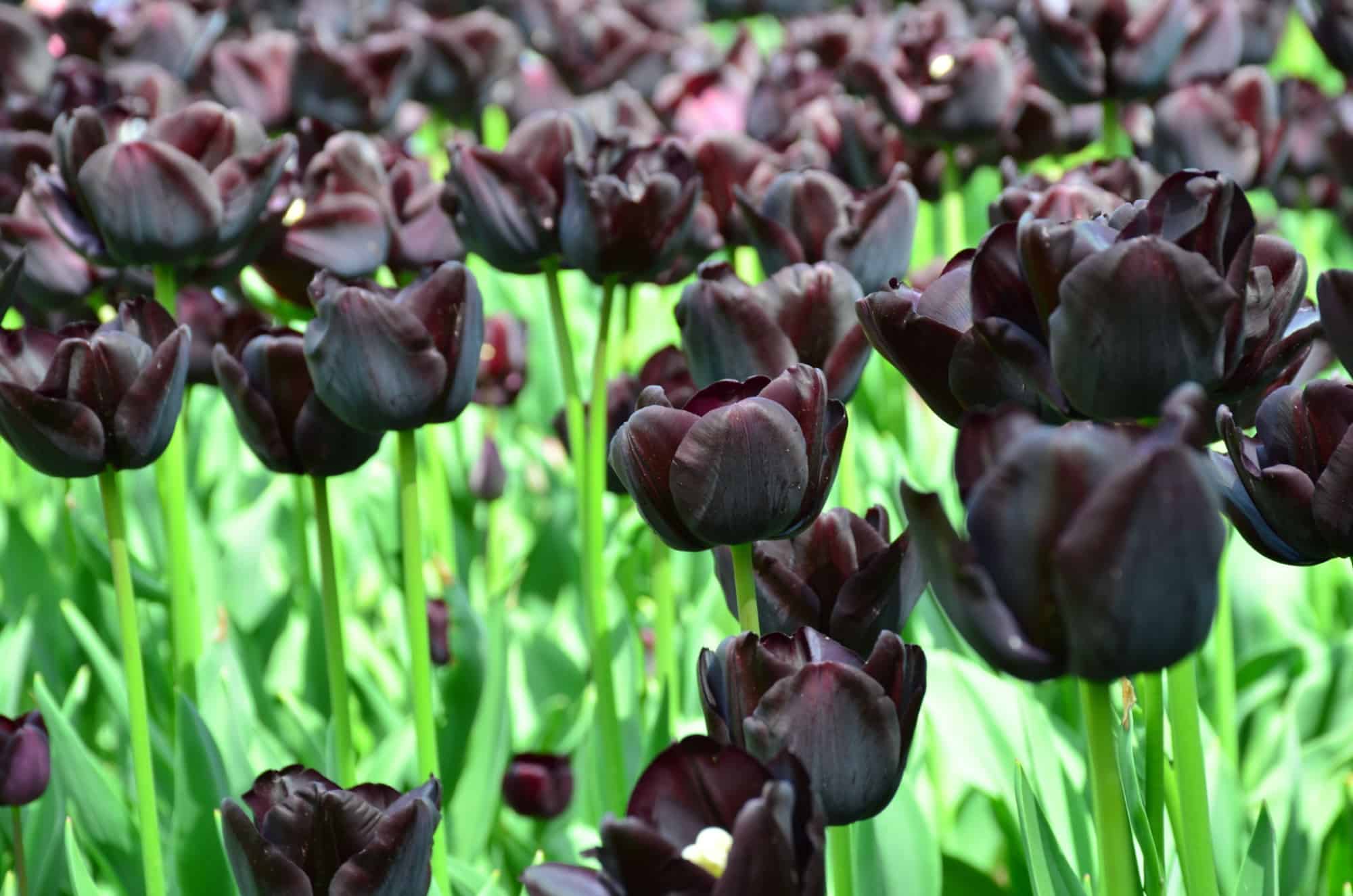 tulipas negras