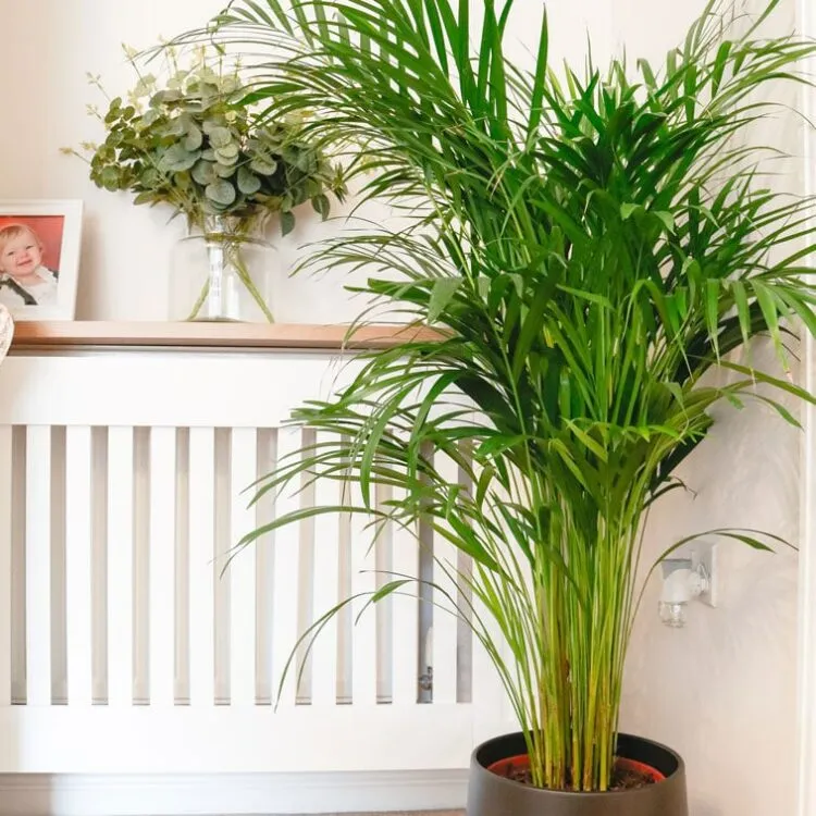 vaso de palmeira-areca em sala