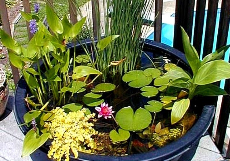 conjunto de plantas aquáticas em vaso