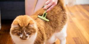 escovação de gato