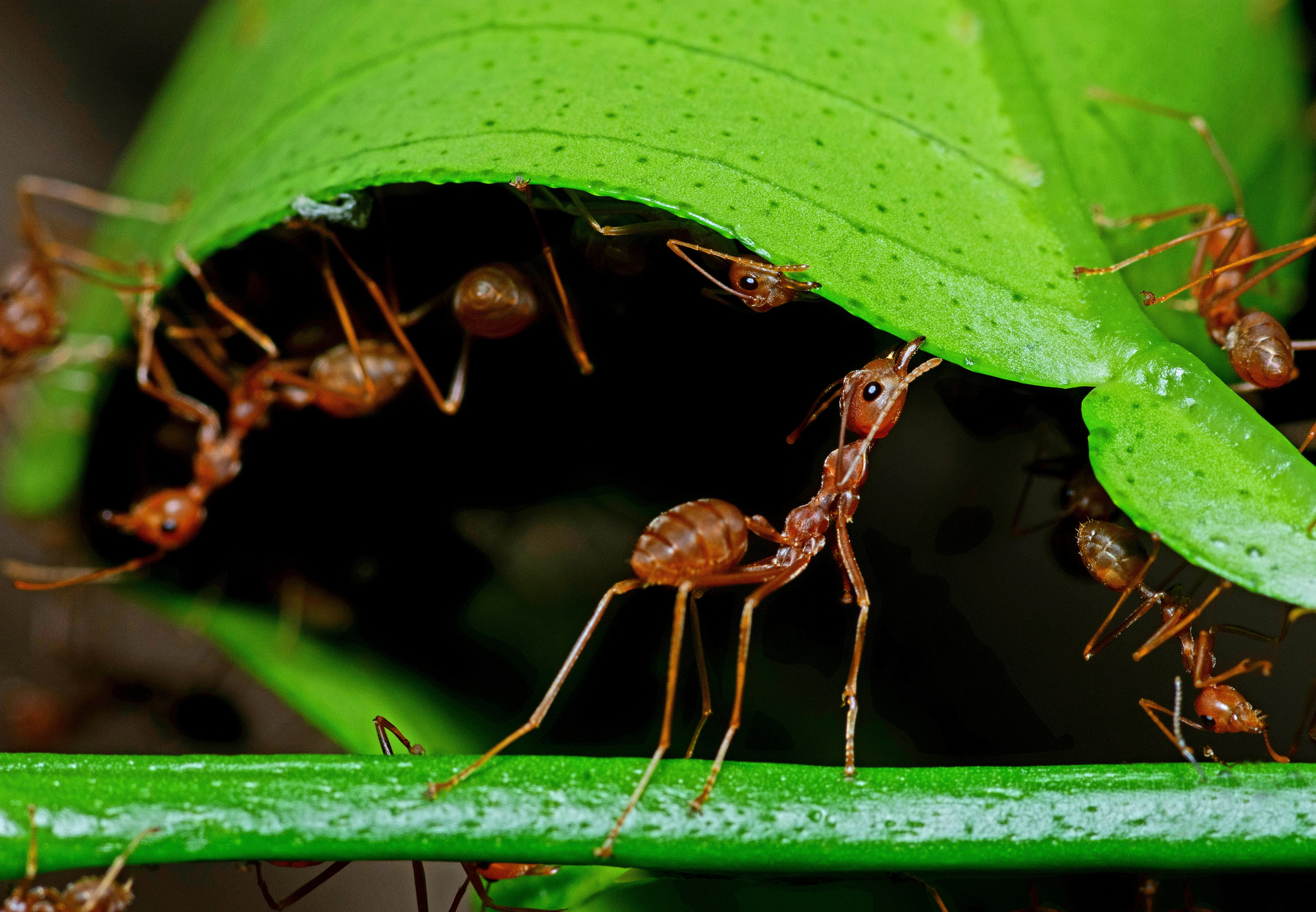 formigas atacando folhas
