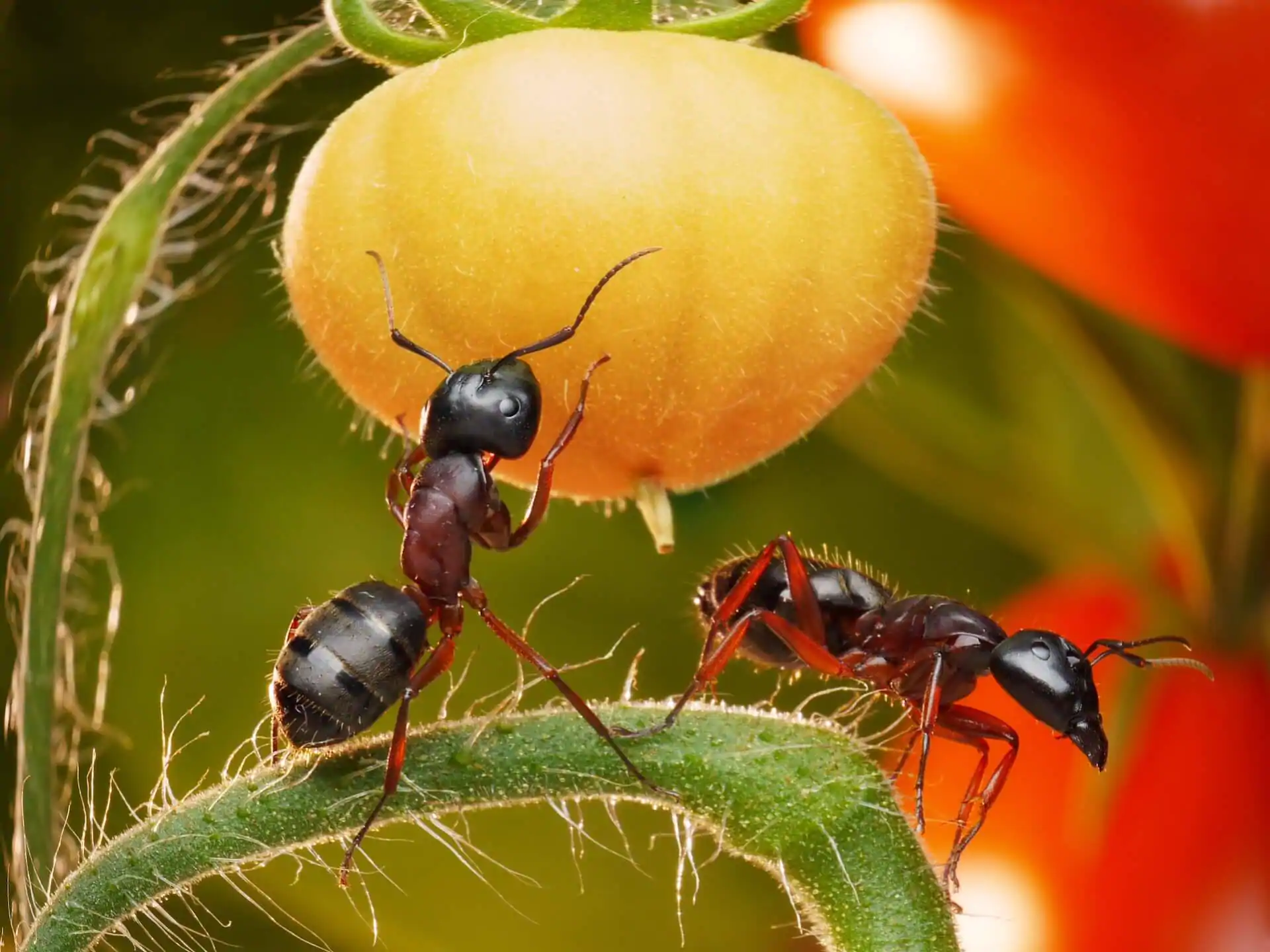 formigas em pé de tomate