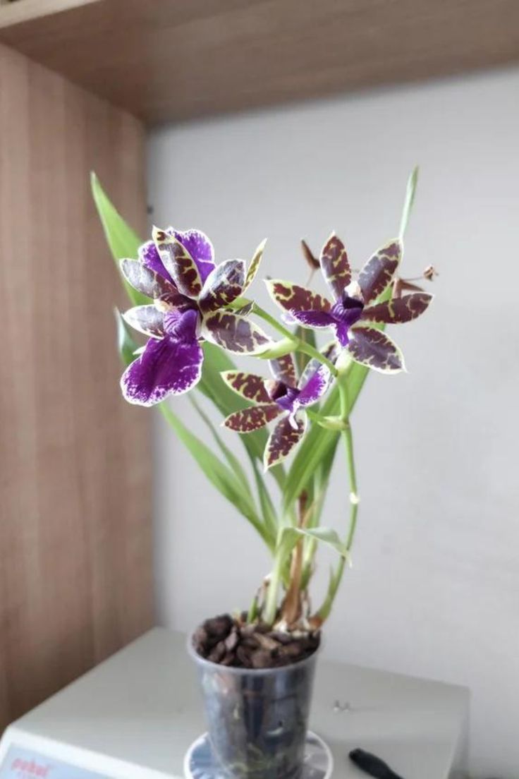 orquídea do gênero Zygopetalum em vaso