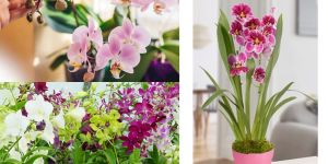 orquídeas de florescimento fácil