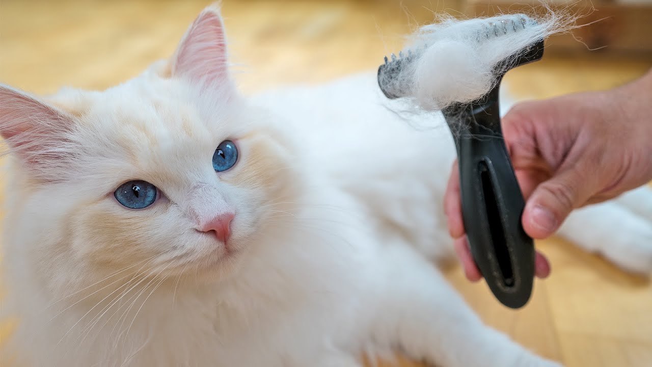 pessoa mostrando pente de escovar perto de gato