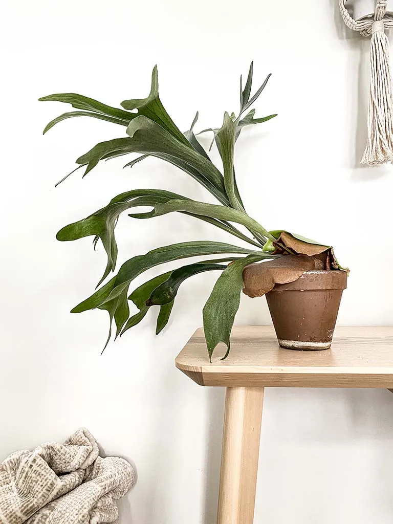 planta chifre-de-veado em vaso sobre a mesa