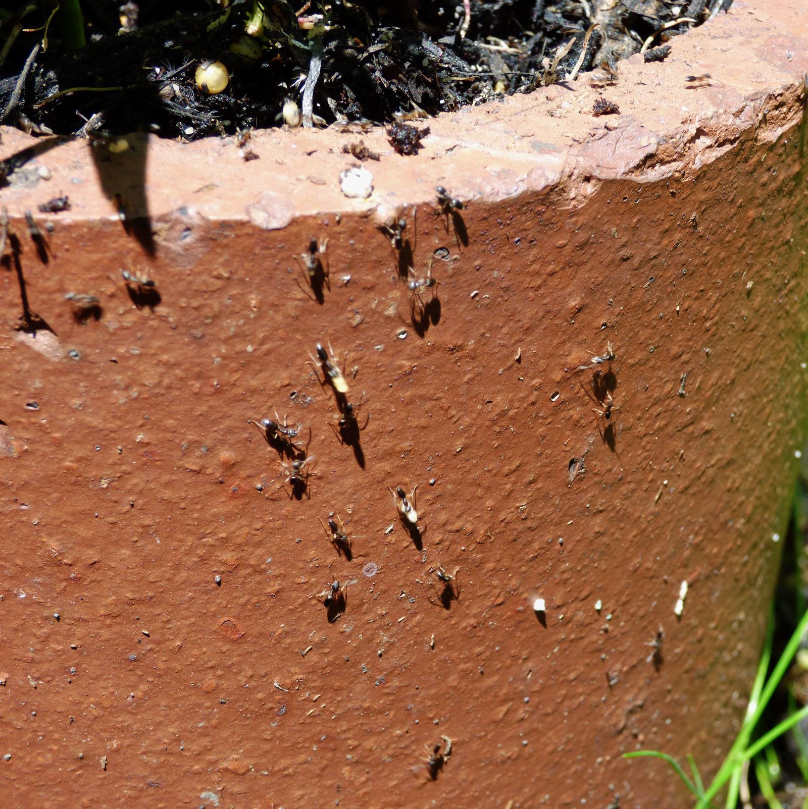 várias formigas em vaso