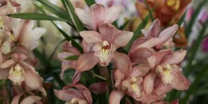 3 festival de orquídeas e suculentas de ribeirão preto