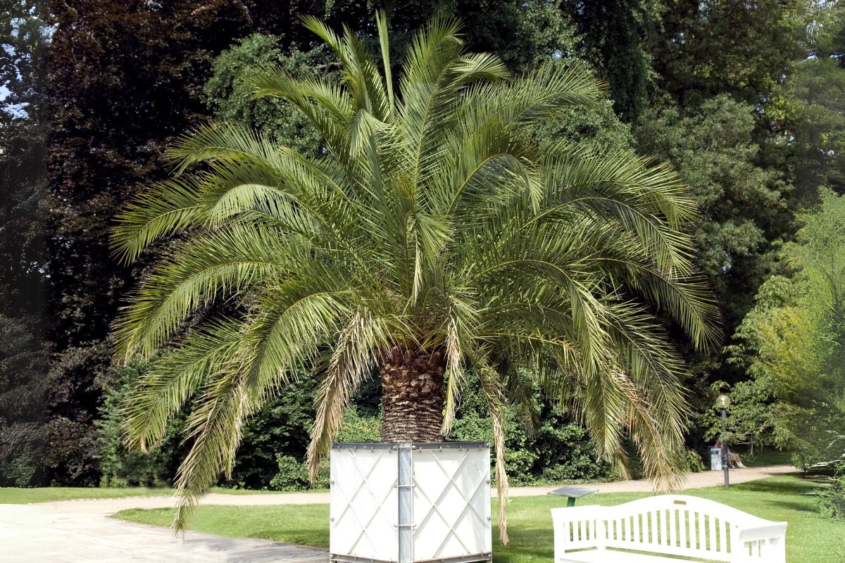 palmeira fenix (1)