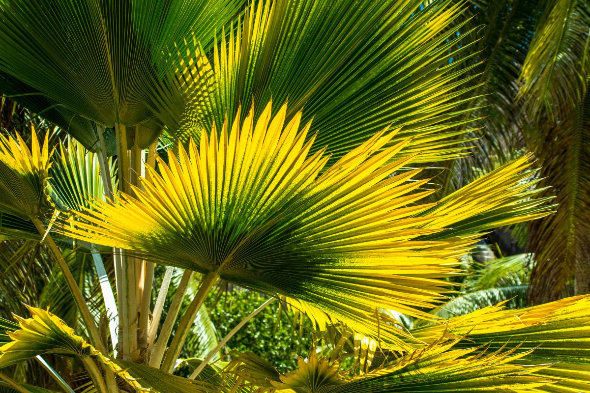 palmeira leque (6)