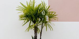 palmeira-ráfis como cuidar (5)
