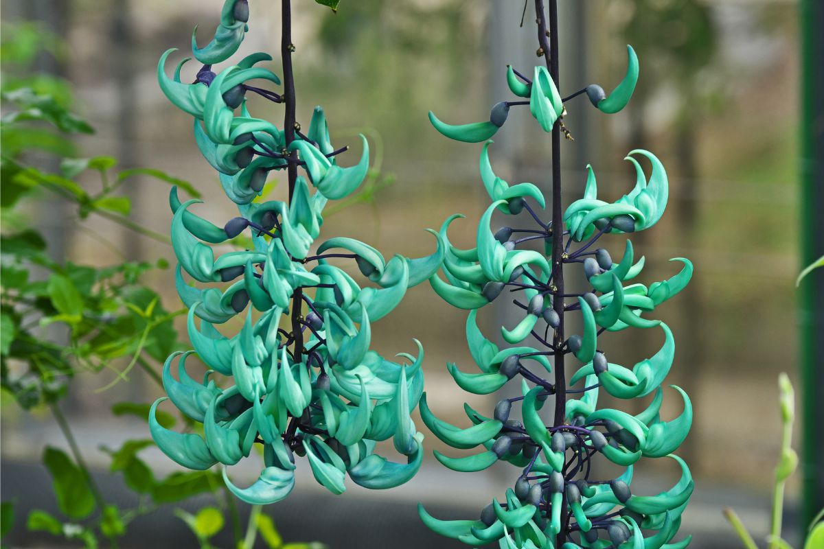 cachos de planta jade azul