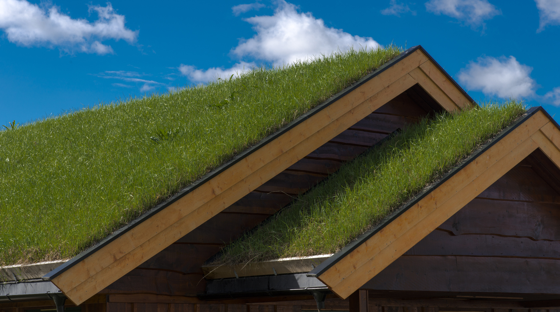 casa com telhado verde