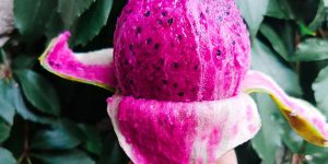 como comer pitaya (1)