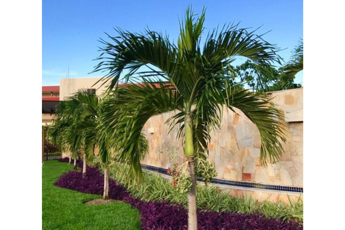 palmeira veitchia como cuidar e cultivar (4)